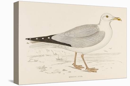 Herring Gull (Larus Argentatus)-null-Stretched Canvas