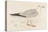 Herring Gull (Larus Argentatus)-null-Stretched Canvas