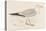 Herring Gull (Larus Argentatus)-null-Stretched Canvas