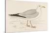 Herring Gull (Larus Argentatus)-null-Stretched Canvas