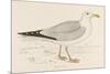 Herring Gull (Larus Argentatus)-null-Mounted Premium Giclee Print