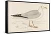 Herring Gull (Larus Argentatus)-null-Framed Stretched Canvas