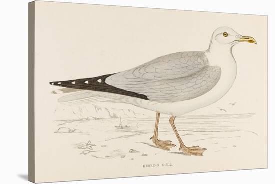 Herring Gull (Larus Argentatus)-null-Stretched Canvas