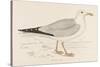 Herring Gull (Larus Argentatus)-null-Stretched Canvas