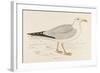 Herring Gull (Larus Argentatus)-null-Framed Art Print