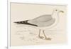 Herring Gull (Larus Argentatus)-null-Framed Art Print