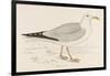 Herring Gull (Larus Argentatus)-null-Framed Art Print