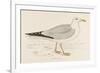 Herring Gull (Larus Argentatus)-null-Framed Art Print