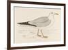 Herring Gull (Larus Argentatus)-null-Framed Art Print