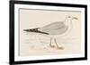 Herring Gull (Larus Argentatus)-null-Framed Art Print