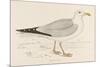 Herring Gull (Larus Argentatus)-null-Mounted Art Print