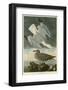 Herring Gull-John James Audubon-Framed Giclee Print