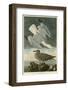 Herring Gull-John James Audubon-Framed Giclee Print