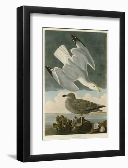 Herring Gull-John James Audubon-Framed Giclee Print