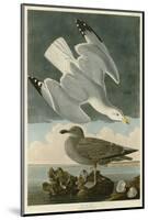 Herring Gull-John James Audubon-Mounted Giclee Print