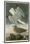 Herring Gull-John James Audubon-Mounted Art Print