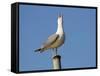 Herring Gull-null-Framed Stretched Canvas