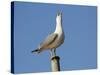 Herring Gull-null-Stretched Canvas