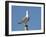 Herring Gull-null-Framed Photographic Print