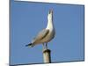 Herring Gull-null-Mounted Photographic Print