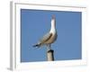 Herring Gull-null-Framed Photographic Print