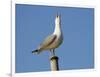 Herring Gull-null-Framed Photographic Print