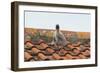 Herring Gull-null-Framed Photographic Print