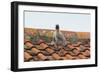 Herring Gull-null-Framed Photographic Print