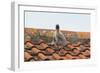 Herring Gull-null-Framed Photographic Print