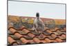 Herring Gull-null-Mounted Photographic Print