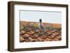 Herring Gull-null-Framed Photographic Print