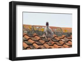 Herring Gull-null-Framed Photographic Print
