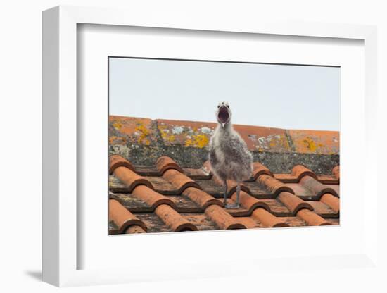 Herring Gull-null-Framed Photographic Print