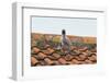 Herring Gull-null-Framed Photographic Print