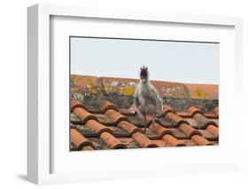 Herring Gull-null-Framed Photographic Print