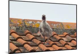 Herring Gull-null-Mounted Photographic Print