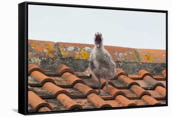 Herring Gull-null-Framed Stretched Canvas