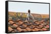 Herring Gull-null-Framed Stretched Canvas