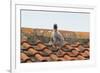 Herring Gull-null-Framed Photographic Print