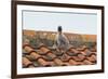 Herring Gull-null-Framed Photographic Print