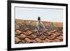 Herring Gull-null-Framed Photographic Print