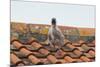 Herring Gull-null-Mounted Photographic Print