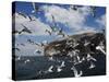 Herring Gulls, Following Fishing Boat with Bass Rock Behind, Firth of Forth, Scotland, UK-Toon Ann & Steve-Stretched Canvas