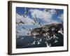 Herring Gulls, Following Fishing Boat with Bass Rock Behind, Firth of Forth, Scotland, UK-Toon Ann & Steve-Framed Photographic Print