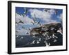 Herring Gulls, Following Fishing Boat with Bass Rock Behind, Firth of Forth, Scotland, UK-Toon Ann & Steve-Framed Photographic Print