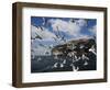 Herring Gulls, Following Fishing Boat with Bass Rock Behind, Firth of Forth, Scotland, UK-Toon Ann & Steve-Framed Photographic Print