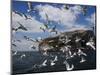 Herring Gulls, Following Fishing Boat with Bass Rock Behind, Firth of Forth, Scotland, UK-Toon Ann & Steve-Mounted Photographic Print