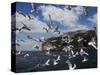 Herring Gulls, Following Fishing Boat with Bass Rock Behind, Firth of Forth, Scotland, UK-Toon Ann & Steve-Stretched Canvas