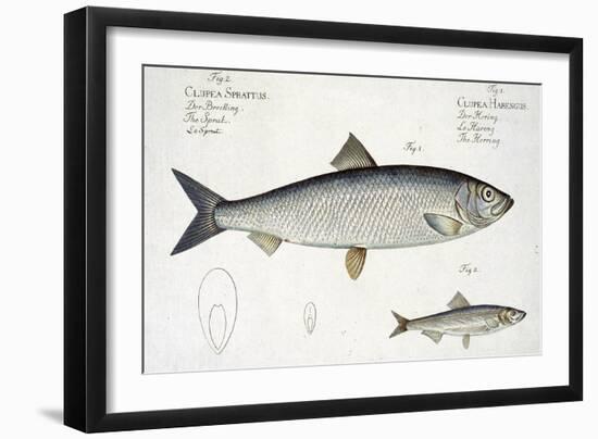 Herring-Andreas-ludwig Kruger-Framed Giclee Print