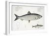 Herring-Andreas-ludwig Kruger-Framed Giclee Print